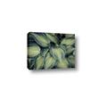 Picture of Chinese Evergreen  _GroupedProduct_Rectangle_Landscape_Photography _GroupedProduct_Rectangle_Landscape_Canvas_