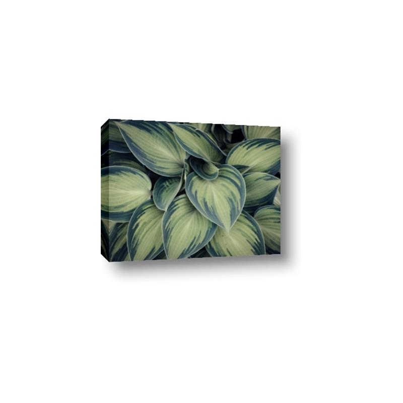 Picture of Chinese Evergreen  _GroupedProduct_Rectangle_Landscape_Photography _GroupedProduct_Rectangle_Landscape_Canvas_