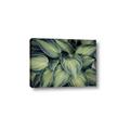 Picture of Chinese Evergreen  _GroupedProduct_Rectangle_Landscape_Photography _GroupedProduct_Rectangle_Landscape_Canvas_