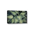 Picture of Chinese Evergreen  _GroupedProduct_Rectangle_Landscape_Photography _GroupedProduct_Rectangle_Landscape_Canvas_