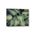 Picture of Chinese Evergreen  _GroupedProduct_Rectangle_Landscape_Photography _GroupedProduct_Rectangle_Landscape_Canvas_