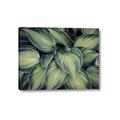 Picture of Chinese Evergreen  _GroupedProduct_Rectangle_Landscape_Photography _GroupedProduct_Rectangle_Landscape_Canvas_