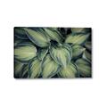 Picture of Chinese Evergreen  _GroupedProduct_Rectangle_Landscape_Photography _GroupedProduct_Rectangle_Landscape_Canvas_