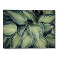 Picture of Chinese Evergreen  _GroupedProduct_Rectangle_Landscape_Photography _GroupedProduct_Rectangle_Landscape_Canvas_