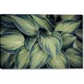 Picture of Chinese Evergreen  _GroupedProduct_Rectangle_Landscape_Photography _GroupedProduct_Rectangle_Landscape_Canvas_