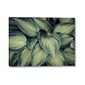 Picture of Chinese Evergreen  _GroupedProduct_Rectangle_Landscape_Photography _GroupedProduct_Rectangle_Landscape_Canvas_