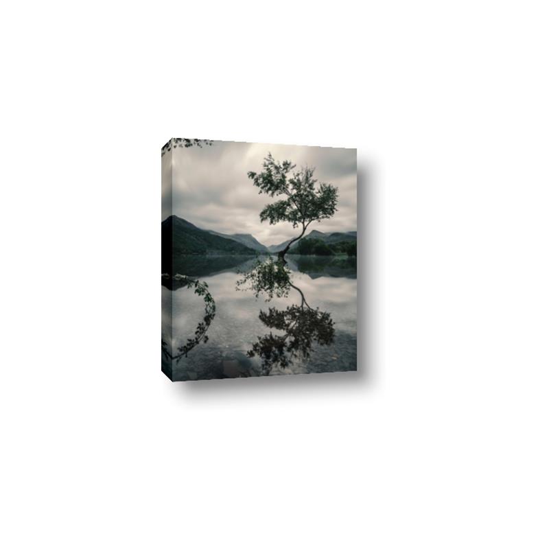 Picture of Tree Reflection _GroupedProduct_Rectangle_Portrait_Photography _GroupedProduct_Rectangle_Portrait_Canvas_