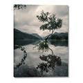 Picture of Tree Reflection _GroupedProduct_Rectangle_Portrait_Photography _GroupedProduct_Rectangle_Portrait_Canvas_