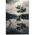 Picture of Tree Reflection _GroupedProduct_Rectangle_Portrait_Photography _GroupedProduct_Rectangle_Portrait_Canvas_