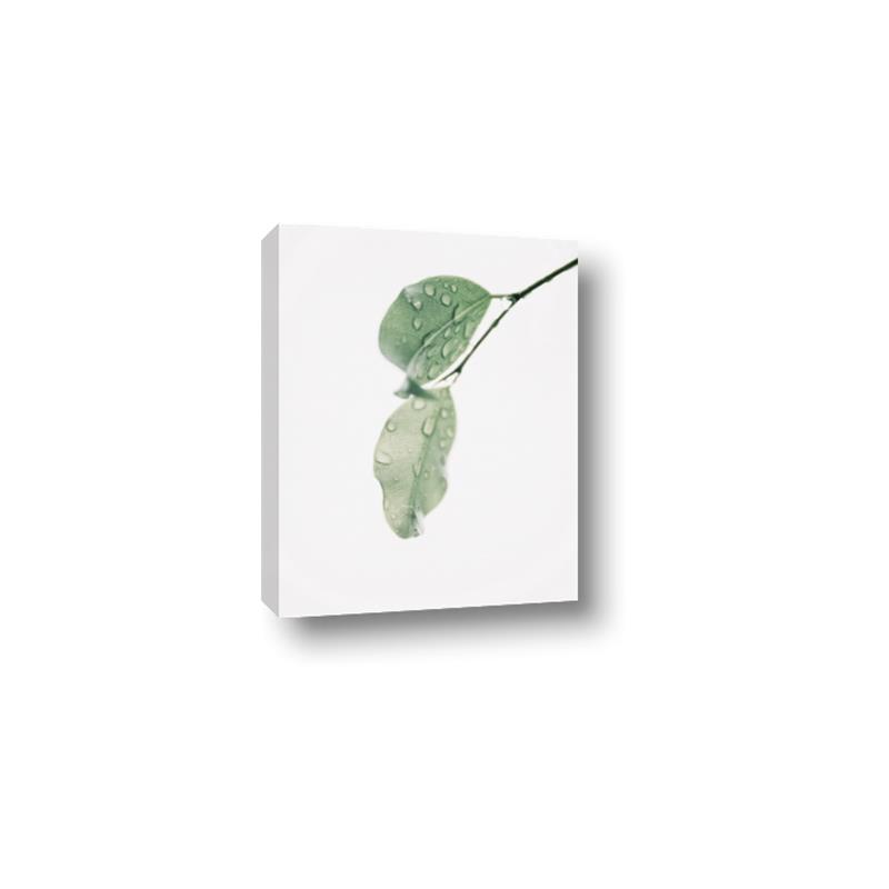 Picture of Dewey leaves _GroupedProduct_Rectangle_Portrait_Photography _GroupedProduct_Rectangle_Portrait_Canvas_