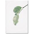 Picture of Dewey leaves _GroupedProduct_Rectangle_Portrait_Photography _GroupedProduct_Rectangle_Portrait_Canvas_