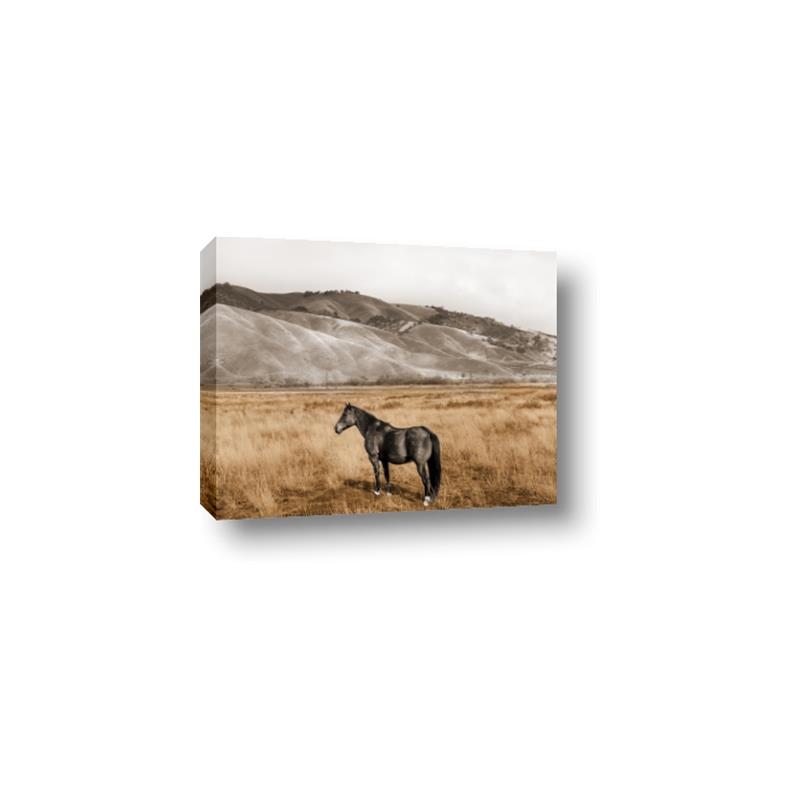 Picture of Mustard Grass Horse _GroupedProduct_Rectangle_Landscape_Photography _GroupedProduct_Rectangle_Landscape_Canvas_