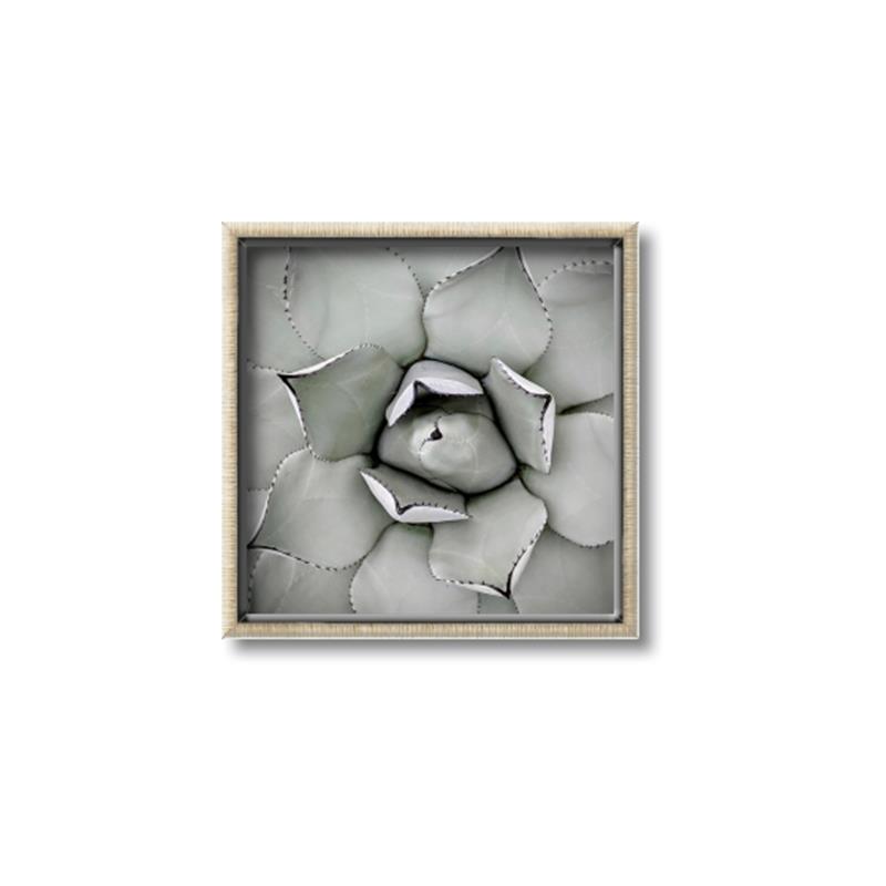 Picture of Eye of the Succulent _GroupedProduct_Square_Photography _GroupedProduct_Square_Canvas_Framed_