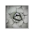 Picture of Eye of the Succulent _GroupedProduct_Square_Photography _GroupedProduct_Square_Canvas_Framed_