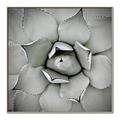 Picture of Eye of the Succulent _GroupedProduct_Square_Photography _GroupedProduct_Square_Canvas_Framed_