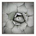 Picture of Eye of the Succulent _GroupedProduct_Square_Photography _GroupedProduct_Square_Canvas_Framed_