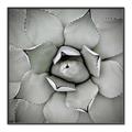 Picture of Eye of the Succulent _GroupedProduct_Square_Photography _GroupedProduct_Square_Canvas_Framed_
