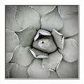 Picture of Eye of the Succulent _GroupedProduct_Square_Photography _GroupedProduct_Square_Canvas_Framed_