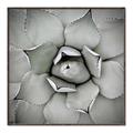 Picture of Eye of the Succulent _GroupedProduct_Square_Photography _GroupedProduct_Square_Canvas_Framed_