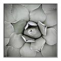 Picture of Eye of the Succulent _GroupedProduct_Square_Photography _GroupedProduct_Square_Canvas_Framed_