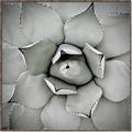 Picture of Eye of the Succulent _GroupedProduct_Square_Photography _GroupedProduct_Square_Canvas_Framed_