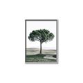 Picture of The Only Tree _GroupedProduct_Rectangle_Portrait_Photography _GroupedProduct_Rectangle_Portrait_Canvas_Framed_
