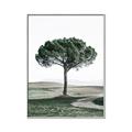 Picture of The Only Tree _GroupedProduct_Rectangle_Portrait_Photography _GroupedProduct_Rectangle_Portrait_Canvas_Framed_