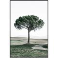 Picture of The Only Tree _GroupedProduct_Rectangle_Portrait_Photography _GroupedProduct_Rectangle_Portrait_Canvas_Framed_