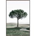 Picture of The Only Tree _GroupedProduct_Rectangle_Portrait_Photography _GroupedProduct_Rectangle_Portrait_Canvas_Framed_