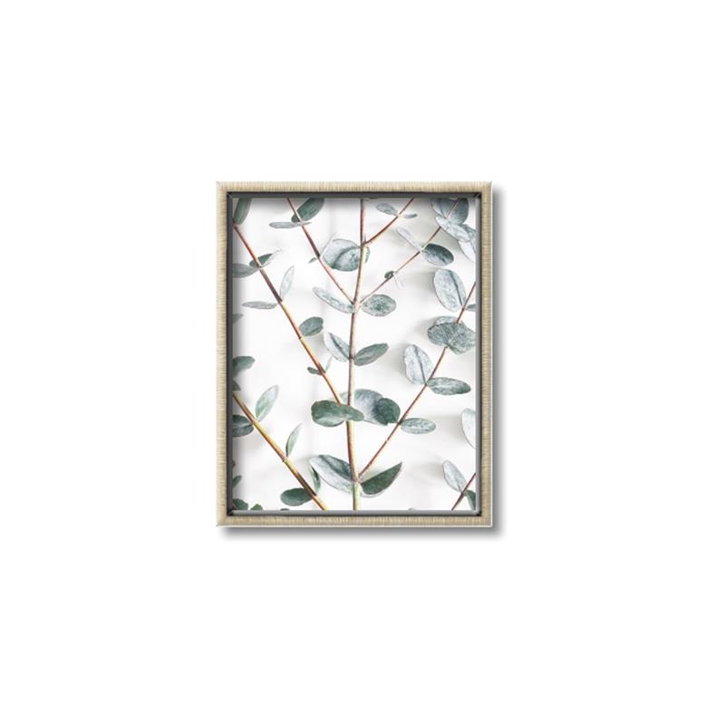 Picture of Eucalyptus Vine _GroupedProduct_Rectangle_Portrait_Photography _GroupedProduct_Rectangle_Portrait_Canvas_Framed_