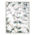 Picture of Eucalyptus Vine _GroupedProduct_Rectangle_Portrait_Photography _GroupedProduct_Rectangle_Portrait_Canvas_Framed_