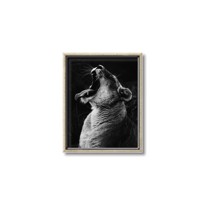 Picture of Yawning lion _GroupedProduct_Rectangle_Portrait_Photography _GroupedProduct_Rectangle_Portrait_Canvas_Framed_