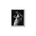 Picture of Yawning lion _GroupedProduct_Rectangle_Portrait_Photography _GroupedProduct_Rectangle_Portrait_Canvas_Framed_