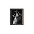 Picture of Yawning lion _GroupedProduct_Rectangle_Portrait_Photography _GroupedProduct_Rectangle_Portrait_Canvas_Framed_