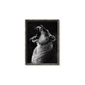 Picture of Yawning lion _GroupedProduct_Rectangle_Portrait_Photography _GroupedProduct_Rectangle_Portrait_Canvas_Framed_