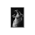 Picture of Yawning lion _GroupedProduct_Rectangle_Portrait_Photography _GroupedProduct_Rectangle_Portrait_Canvas_Framed_