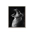 Picture of Yawning lion _GroupedProduct_Rectangle_Portrait_Photography _GroupedProduct_Rectangle_Portrait_Canvas_Framed_