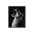 Picture of Yawning lion _GroupedProduct_Rectangle_Portrait_Photography _GroupedProduct_Rectangle_Portrait_Canvas_Framed_
