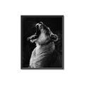 Picture of Yawning lion _GroupedProduct_Rectangle_Portrait_Photography _GroupedProduct_Rectangle_Portrait_Canvas_Framed_