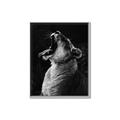 Picture of Yawning lion _GroupedProduct_Rectangle_Portrait_Photography _GroupedProduct_Rectangle_Portrait_Canvas_Framed_