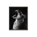 Picture of Yawning lion _GroupedProduct_Rectangle_Portrait_Photography _GroupedProduct_Rectangle_Portrait_Canvas_Framed_