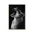 Picture of Yawning lion _GroupedProduct_Rectangle_Portrait_Photography _GroupedProduct_Rectangle_Portrait_Canvas_Framed_