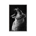 Picture of Yawning lion _GroupedProduct_Rectangle_Portrait_Photography _GroupedProduct_Rectangle_Portrait_Canvas_Framed_