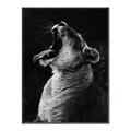 Picture of Yawning lion _GroupedProduct_Rectangle_Portrait_Photography _GroupedProduct_Rectangle_Portrait_Canvas_Framed_