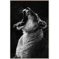 Picture of Yawning lion _GroupedProduct_Rectangle_Portrait_Photography _GroupedProduct_Rectangle_Portrait_Canvas_Framed_