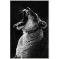 Picture of Yawning lion _GroupedProduct_Rectangle_Portrait_Photography _GroupedProduct_Rectangle_Portrait_Canvas_Framed_
