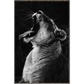 Picture of Yawning lion _GroupedProduct_Rectangle_Portrait_Photography _GroupedProduct_Rectangle_Portrait_Canvas_Framed_