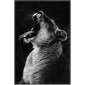 Picture of Yawning lion _GroupedProduct_Rectangle_Portrait_Photography _GroupedProduct_Rectangle_Portrait_Canvas_Framed_