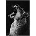 Picture of Yawning lion _GroupedProduct_Rectangle_Portrait_Photography _GroupedProduct_Rectangle_Portrait_Canvas_Framed_