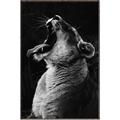 Picture of Yawning lion _GroupedProduct_Rectangle_Portrait_Photography _GroupedProduct_Rectangle_Portrait_Canvas_Framed_